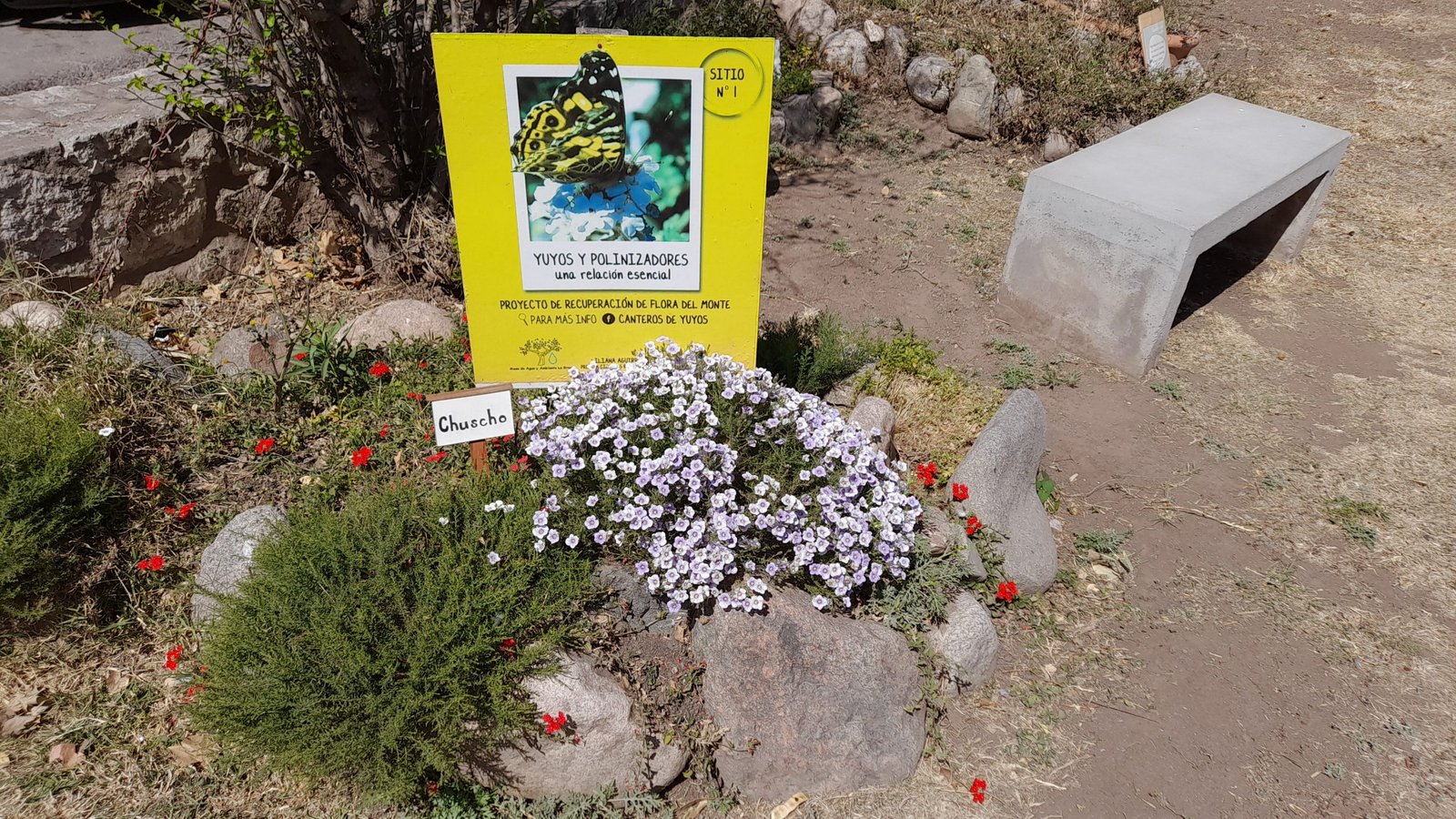 Flores zona