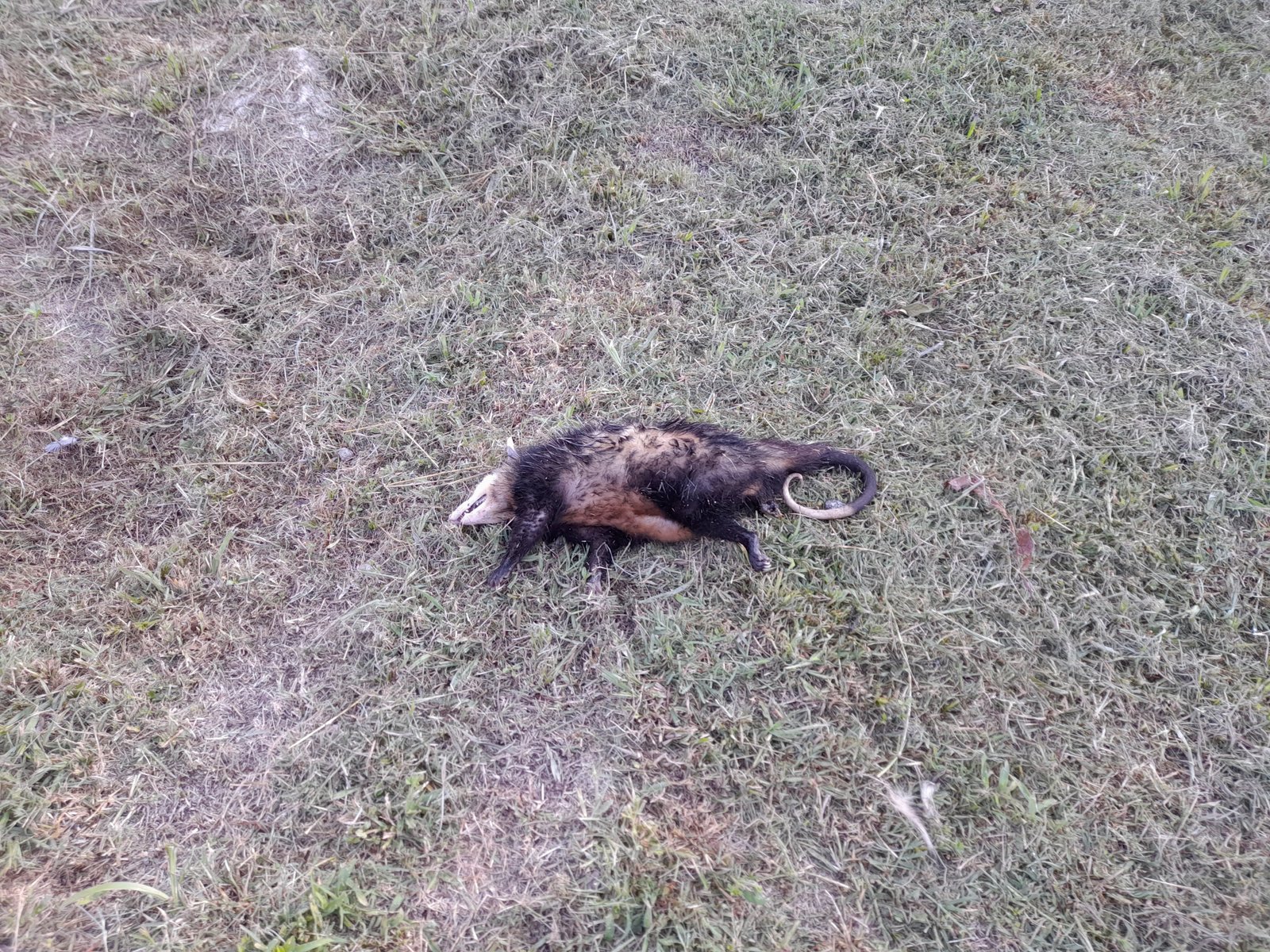 comadreja victima