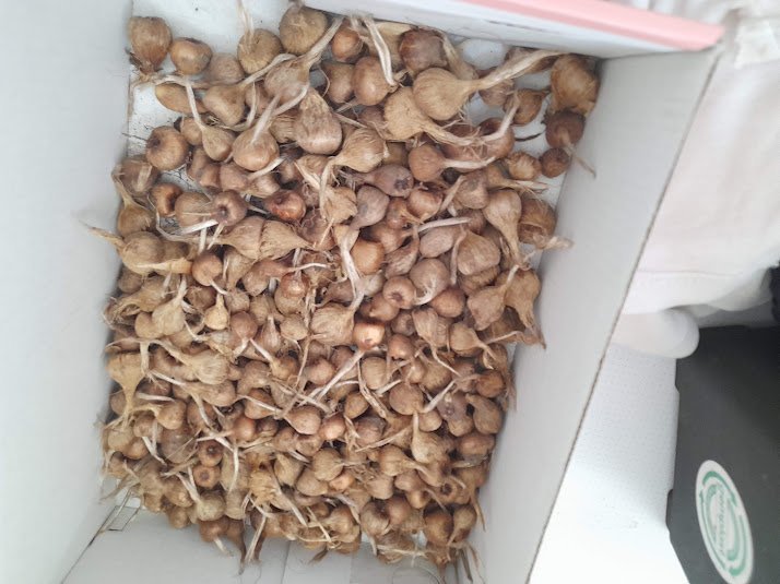 cormos de azafran